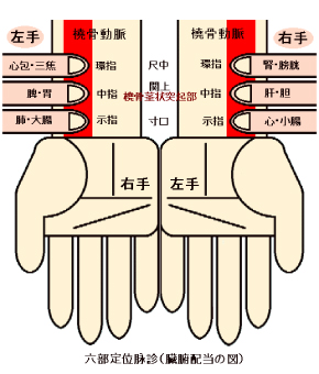 六部定位診（臓腑配当の図）