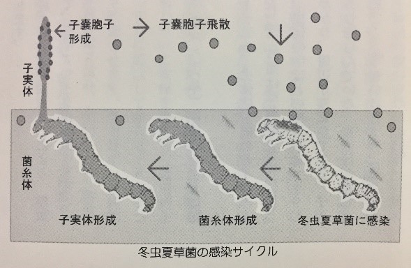 冬虫夏草の出来るプロセス